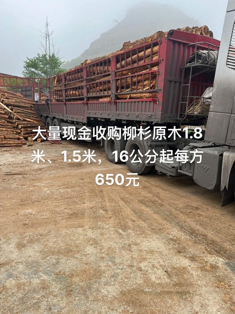 大量现金收购柳杉原木1.8米,1.5米,16公分起每方650