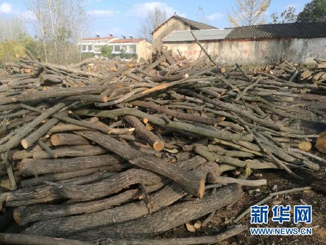 图为李咸汇家房前屋后堆满四处收购的木材.新华网 肖进安 摄